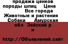 продажа ценков породы шпиц  › Цена ­ 35 000 - Все города Животные и растения » Собаки   . Амурская обл.,Зейский р-н